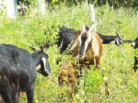 Dê cũng có nhiều màu sắc như các động vật khác nhau.