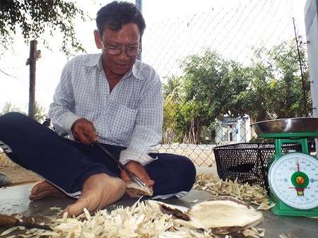 Người dân soi trầm từ cây dó bầu tự trồng và cấy trầm nhân tạo. 