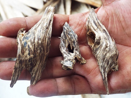 Mẩu trầm quý ở Vạn Ninh.