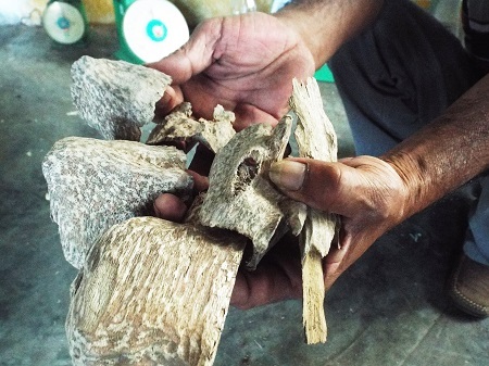 Trầm ở Vạn Ninh, Khánh Hòa sau khi được soi từ lõi cây dó bầu.