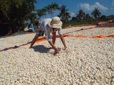 Dân Khánh Hòa “khóc ròng” vì tỏi mất mùa, mất giá.