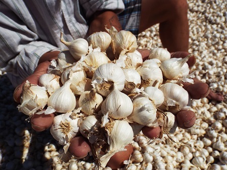 Tỏi do người Lý Sơn trồng ở Ninh Phước, thị xã Ninh Hòa, Khánh Hòa.
