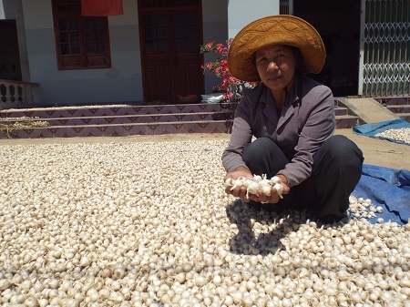 Dân Khánh Hòa “khóc ròng” vì tỏi mất mùa, mất giá.