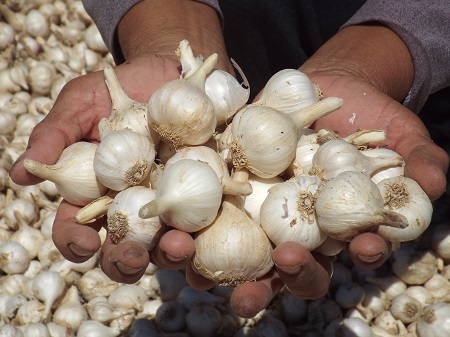 Tỏi ở Ninh Phước (thị xã Ninh Hòa, Khánh Hòa), không khác gì tỏi Lý Sơn.