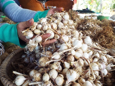 Tỏi do người Lý Sơn trồng ở Ninh Phước, thị xã Ninh Hòa, Khánh Hòa.