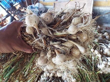 Tỏi do người Lý Sơn trồng ở Ninh Phước, thị xã Ninh Hòa, Khánh Hòa.