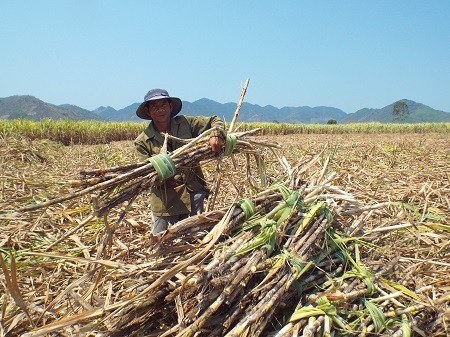 Mía liên tiếp mất mùa, giá bấp bênh, ông Hạn cho biết đang chuyển sang trồng mì.