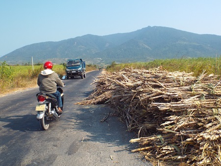 Mía Ninh Hòa phơi nắng hàng loạt chờ xe đến thu gom.