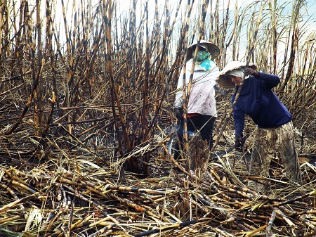 Trắng tay do mía cháy