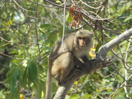 Khỉ chính là động vật tạo ra sự khác biệt ở Đảo Khỉ.