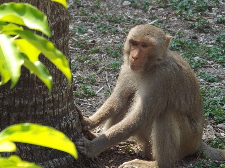 Khỉ chính là động vật tạo ra sự khác biệt ở Đảo Khỉ.