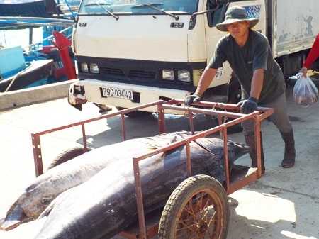 Ngư dân vận chuyển cá dưới nắng gắt.