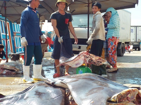 Cá cờ, cá nạng... được tập kết lên cảng Hòn Rớ để vận chuyển đi tiêu thụ.
