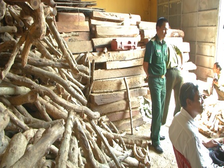 Kho gỗ không có giấy tờ hợp pháp bị phát hiện và đang chờ xử lý theo quy định