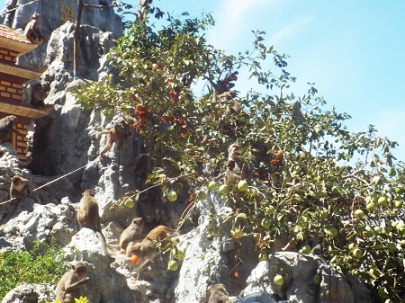 Tiệc trái cây với hơn 2 tấn dành cho khỉ.