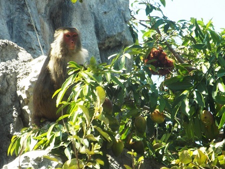 Tiệc trái cây với hơn 2 tấn dành cho khỉ.