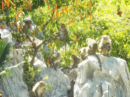 Tiệc trái cây với hơn 2 tấn dành cho khỉ.