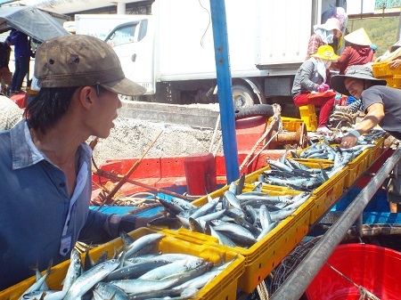 Cá nục được vận chuyển từ tàu thu mua lên cảng Hòn Rớ (TP Nha Trang) sáng 10/6.