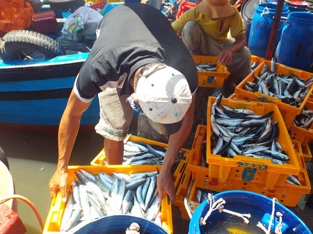 Bình quân mỗi ngày có từ 70-100 tấn cá nục qua cảng Hòn Rớ (TP Nha Trang).