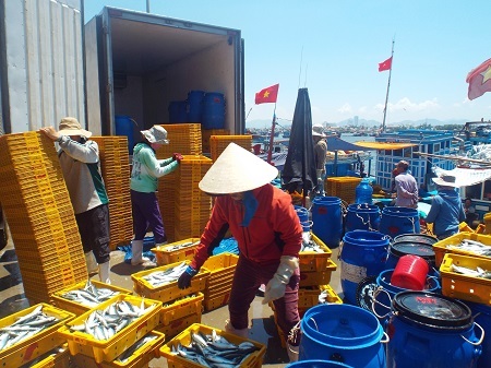 Cá nục được đưa lên xe đông lạnh chở đi các tỉnh lân cận tiêu thụ.