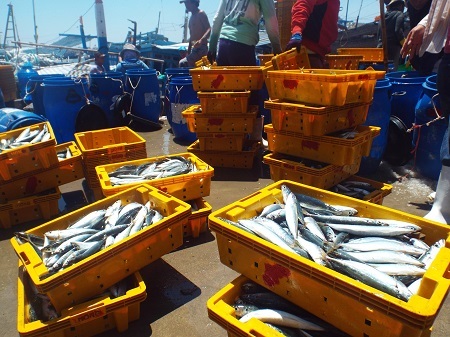 Hiện giá cá nục tại cảng ngày 10/6 là 21.000 đồng/kg, giảm 4.000 đồng so với ngày hôm qua (9/6).