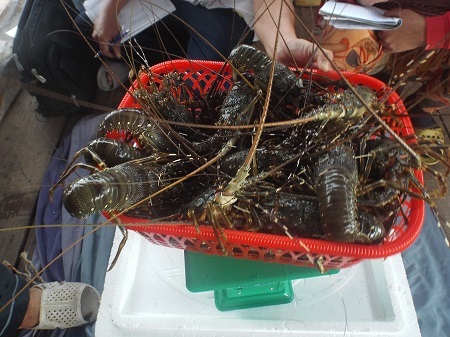 Hiện tôm hùm ở Khánh Hòa đã giảm giá từ 500.000-600.000 đồng/kg so với cùng kỳ năm ngoái.