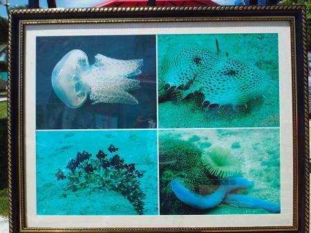 Triển lãm được người dân, du khách đánh giá cao vì hướng đến cộng đồng, bảo vệ môi trường sống.