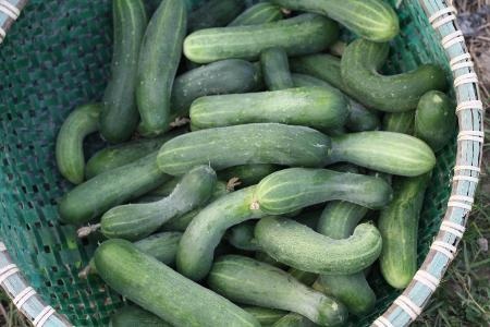 Phân hữu cơ hoàn toàn sạch và không có mùi