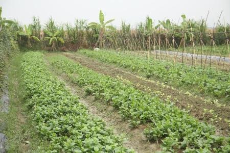 Khu vực trồng rau của Nông Sản Ngon được quây rào kín