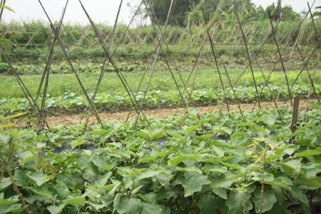 Các bạn trẻ hào hứng thử sản phẩm ngay tại ruộng