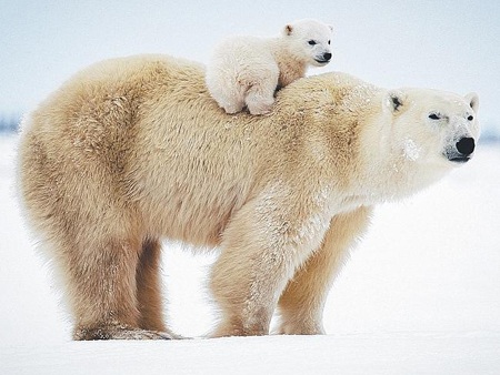 Những sự kiện lớn được mong đợi trong năm 2015