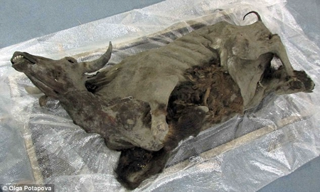 Xác ướp bò rừng 9300 năm còn nguyên vẹn dưới lớp băng ở Siberia.