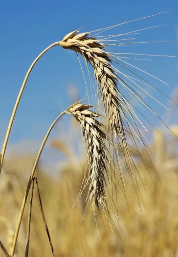 Đại mạch và hoa bia – hai trong số các thành phần quan trọng nhất làm nên hương vị bia ngon