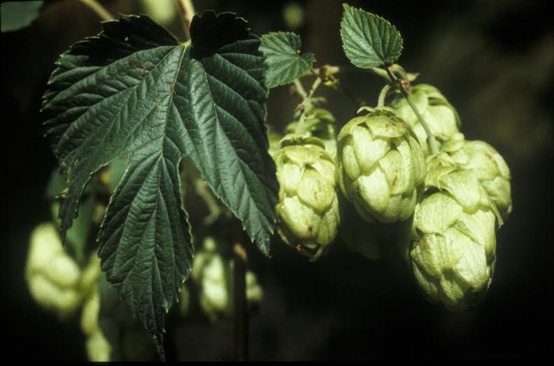 Đại mạch và hoa bia – hai trong số các thành phần quan trọng nhất làm nên hương vị bia ngon