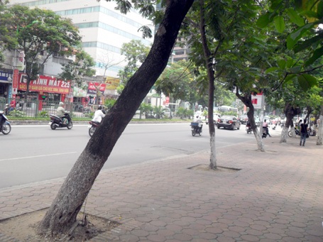 Cây sưa được “cởi áo giáp sắt” - 1