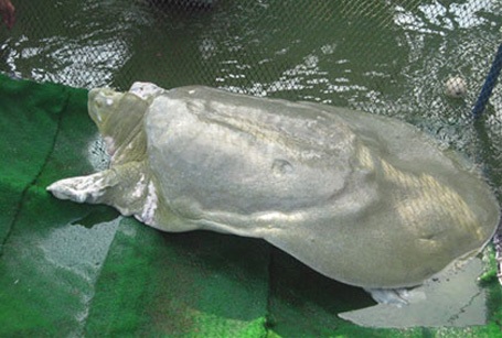 Rùa hồ Gươm được thả về môi trường tự nhiên - 1