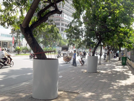 Ngỡ ngàng hàng loạt cây sưa “mặc áo giáp sắt” ở Hà Nội  - 1