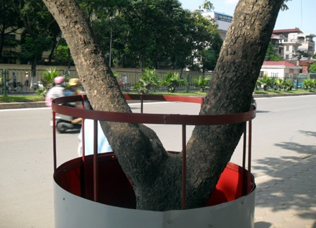 Những tuyệt chiêu bảo vệ cây sưa quý