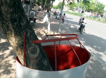 Ngỡ ngàng hàng loạt cây sưa “mặc áo giáp sắt” ở Hà Nội  - 6