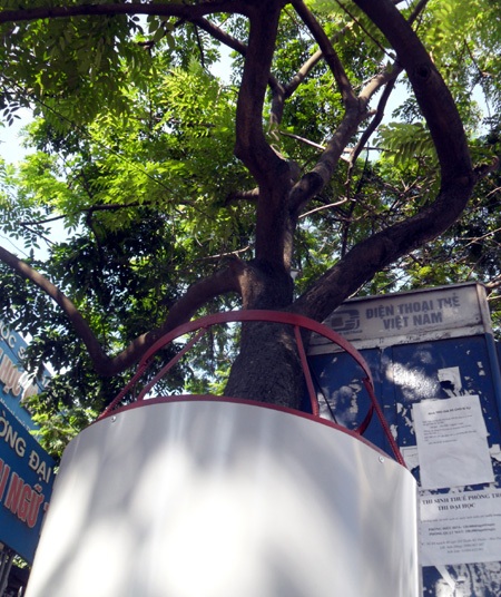 Ngỡ ngàng hàng loạt cây sưa “mặc áo giáp sắt” ở Hà Nội  - 4