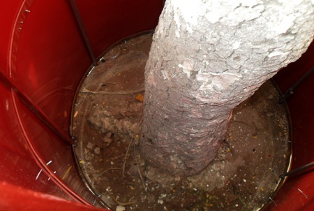 Ngỡ ngàng hàng loạt cây sưa “mặc áo giáp sắt” ở Hà Nội  - 9