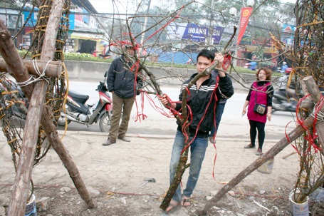 Đào rừng về Thủ đô - 11