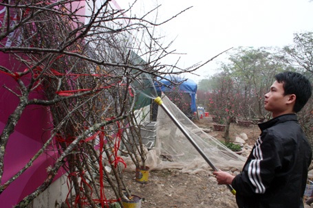 Đào rừng về Thủ đô - 12