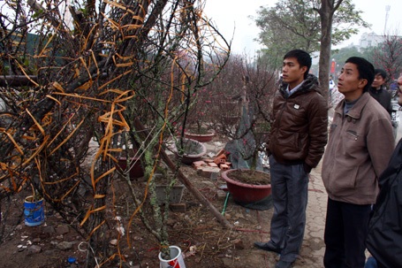 Đào rừng về Thủ đô - 1