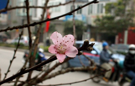 Đào rừng về Thủ đô - 2