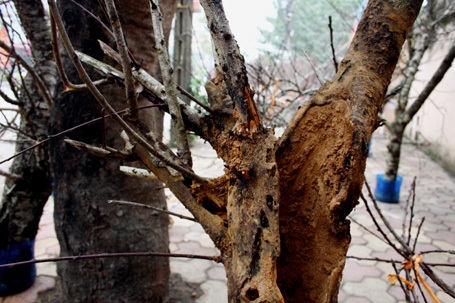 Đào rừng về Thủ đô - 3