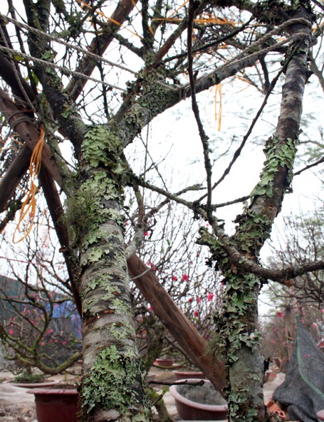 Đào rừng về Thủ đô - 4