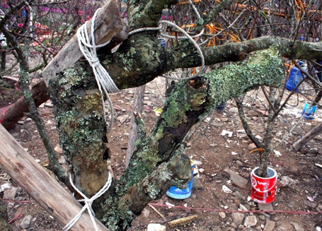 Đào rừng về Thủ đô - 5