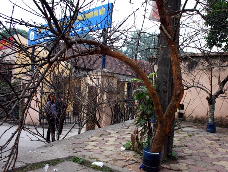 Đào rừng về Thủ đô - 6