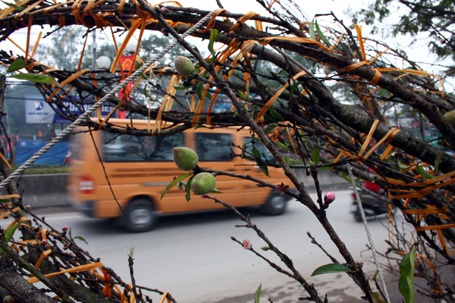 Đào rừng về Thủ đô - 8